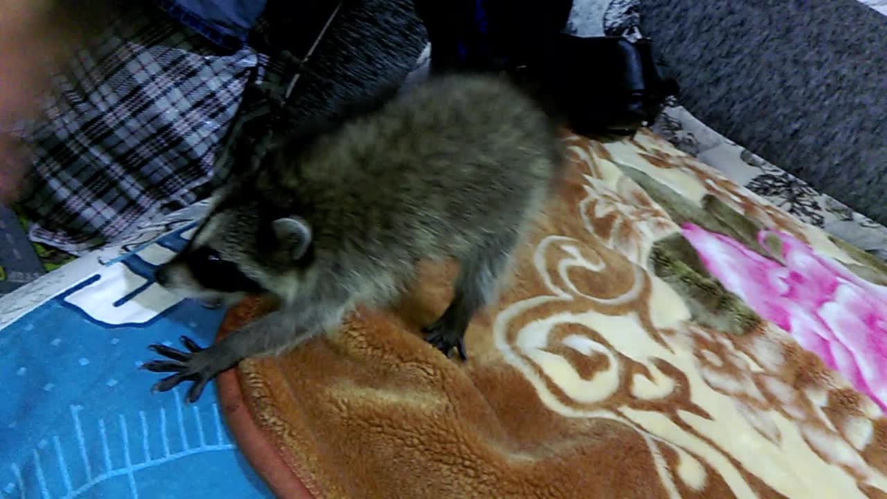 Growling Game with a Little Russian Raccoon