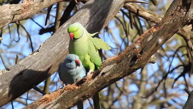 Parrots making love