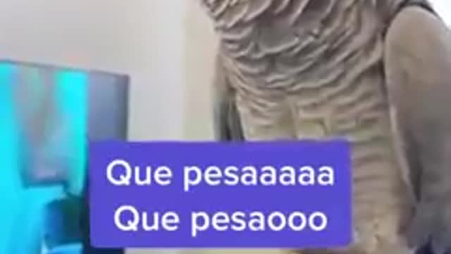 Que pesado 🤣