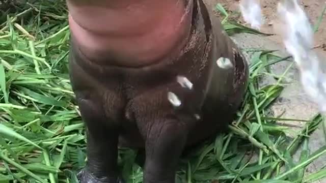 Small Hippo🦛