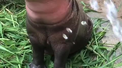 Small Hippo🦛