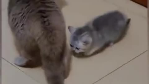 Cat fight funny video