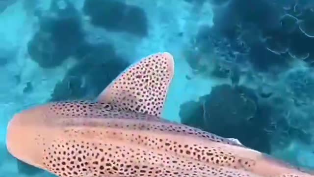 Lots of spotted fish