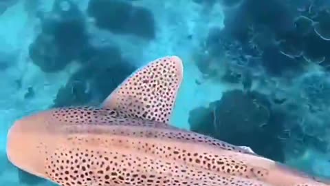 Lots of spotted fish