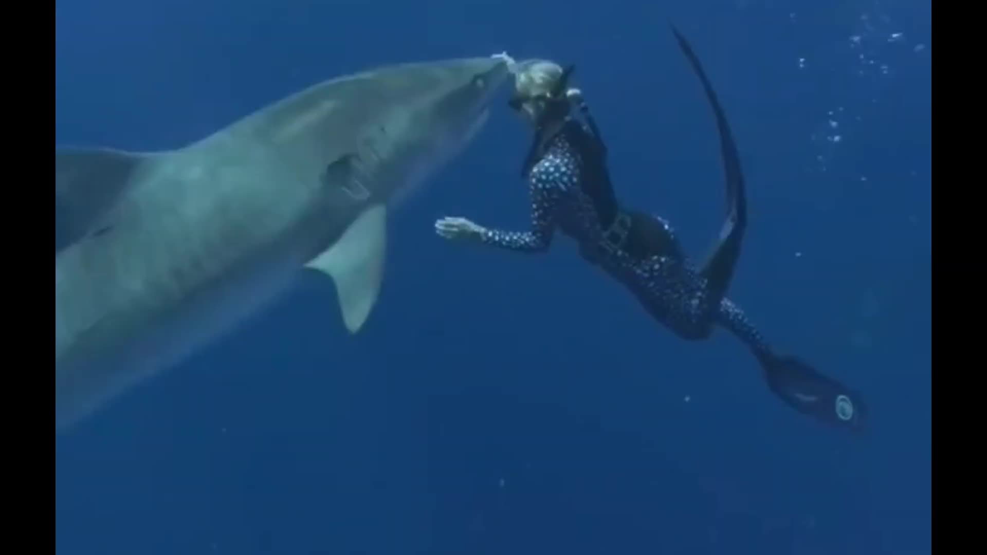 Shark Rumble Rare interaction with Tiger Shark