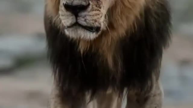 Walking Like A Boss #shots