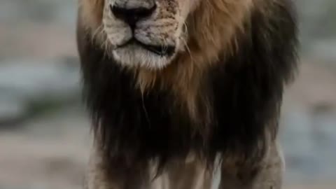 Walking Like A Boss #shots