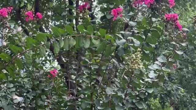 Red flowers floating in the wind