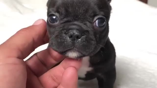 Mini Bull