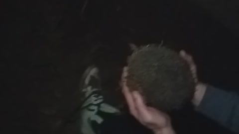 Viral video Rudy hunting dog finds hedgehog in our garden