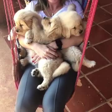 When same dog firends puppies