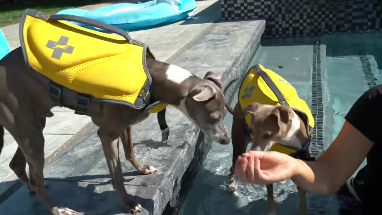 Jenna teaches her dogs how to swim