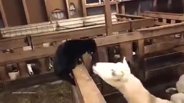 The angry cat