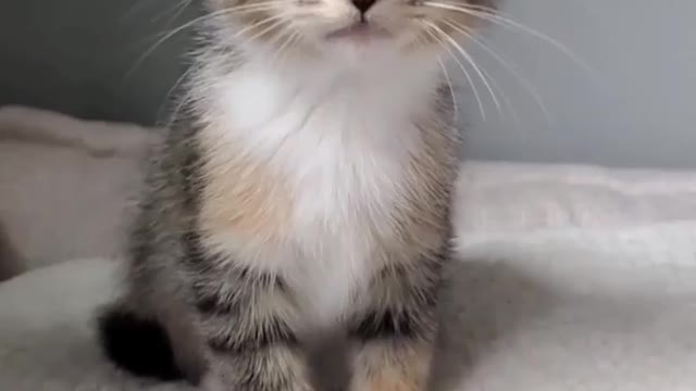 CUTE CAT VIDEO WITH VOICE