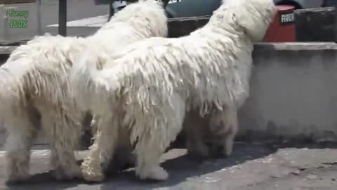 Funny videos about dogs