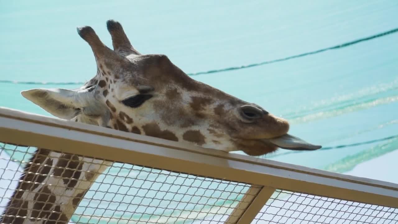 Giraffe tries to eat leaves