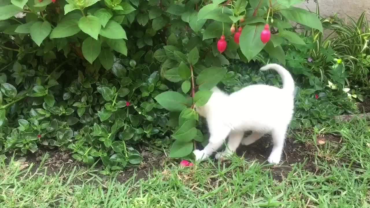 Cat eating flowers | Vegetarian cat playing along with flowers