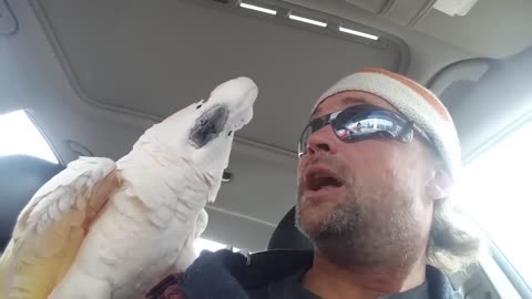 Angry parrot with Homen