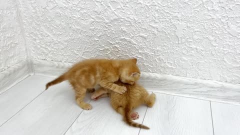 Kittens fighting - mother cat punishes her kittens