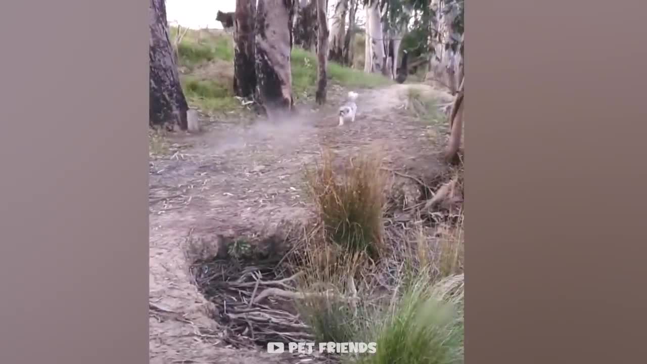 Funniest Animals
