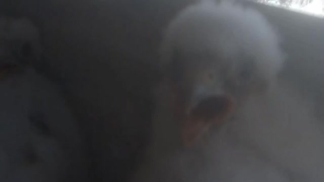chicks are growing