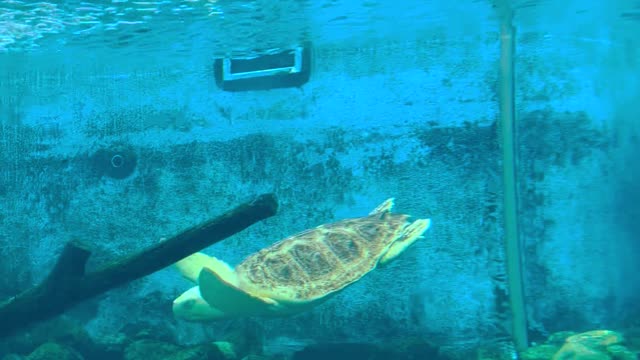 Green turtles