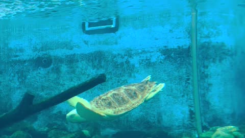 Green turtles