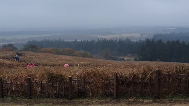 Seopjikoji, reed field in Jeju Island