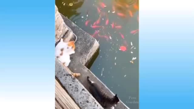 Funny cats and Dogs ||videos 2021||🤣🤣🤣