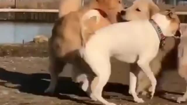 😂 Cute Funny dog videos 😂