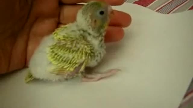 baby budgie 2 weeks old