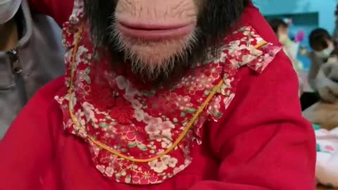 Little chimp eating fruit