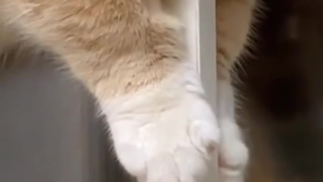 Cute cat