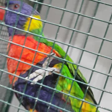 Nice parrot moving 1