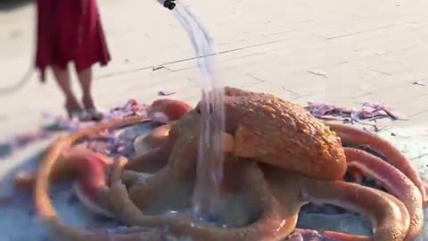 Pet Octopus