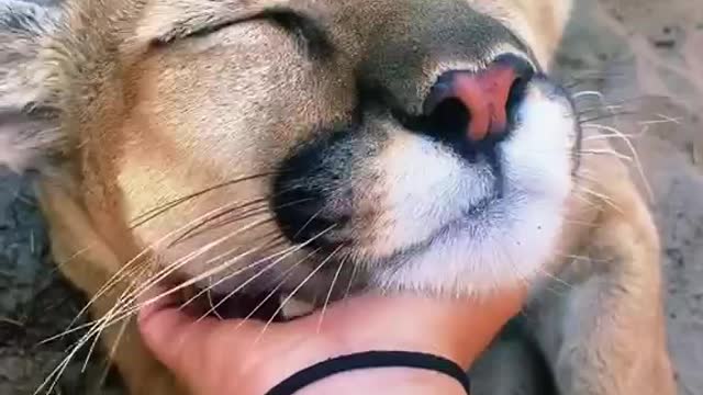 The lion lies on the sand and enjoys a human massage