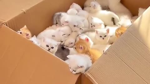 A box of kittens 😍😍😍