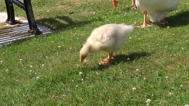 Gosling getting chonky , parents a bit more trusting. 20200703