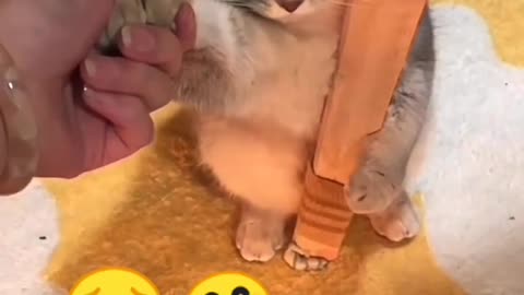 Aww❤️!! Cute moment🥺🤗🐈 | #shorts #youtubeshorts #cute #cats