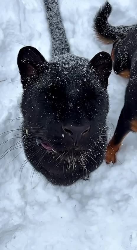 Kitten enjoying the fluffy white stuff