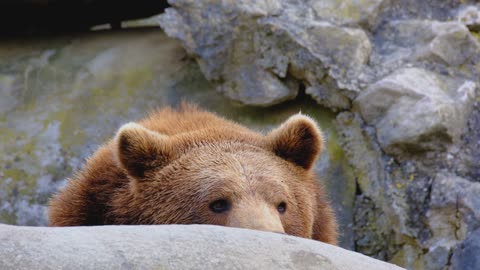 Dogs will make fun with bear