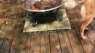 Malinois water crazy