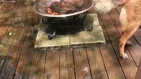 Malinois water crazy