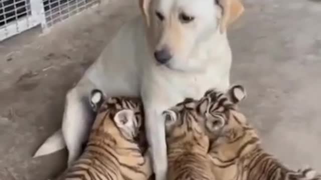 dog vs cheetah child dogs mummy not mother funny standing video