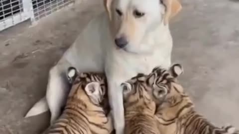 dog vs cheetah child dogs mummy not mother funny standing video