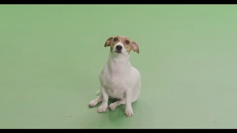 Watch This Beautiful Puppy Enjoys Feeding From Owner Hand!