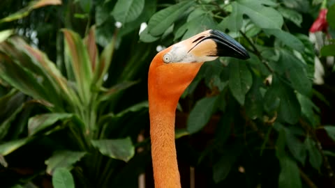 Head of a flamingo turning side to side