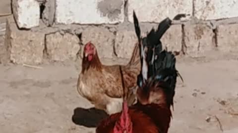 Love story | A rooster and a hen talking