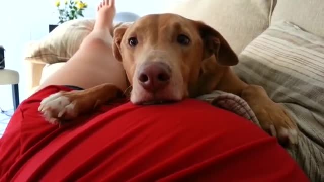 Dog reacts to baby's kick