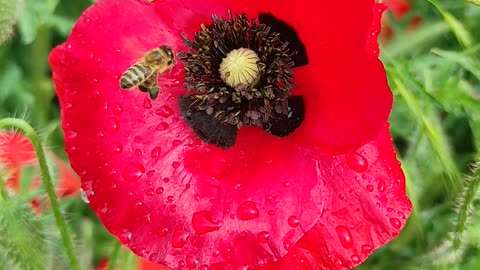 Beautiful flowers 🌷🌹 and bee 🐝😍